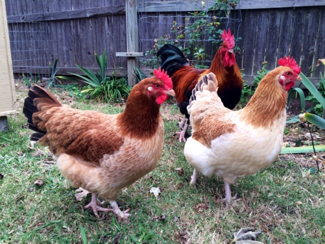 маран черно медный порода кур