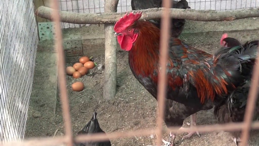 куры мараны фото и описание