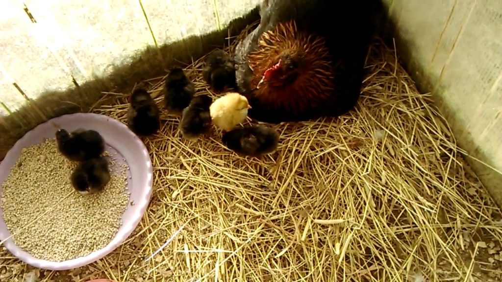 маран порода кур описание