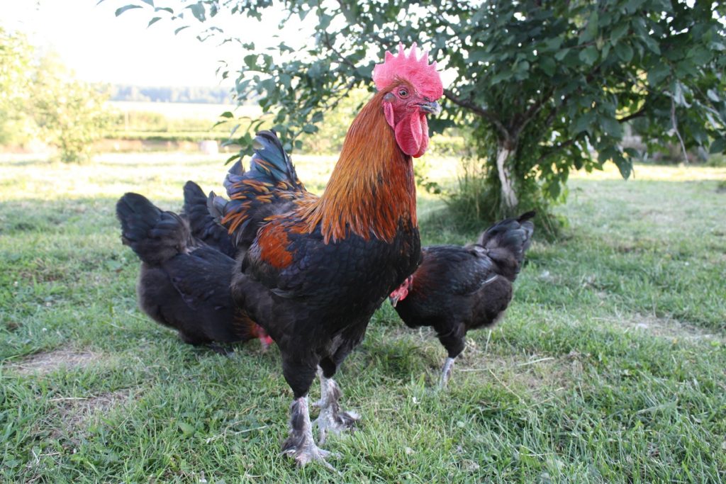 Курица породы маран фото и описание