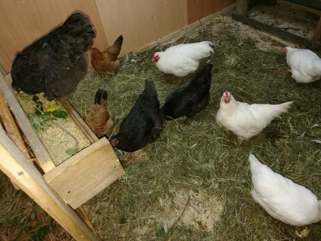 маран черно медный порода кур