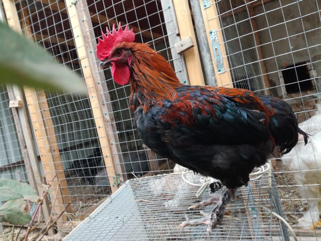маран черно медный порода кур