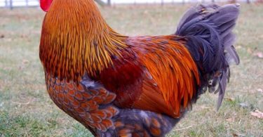 куры породы Маран