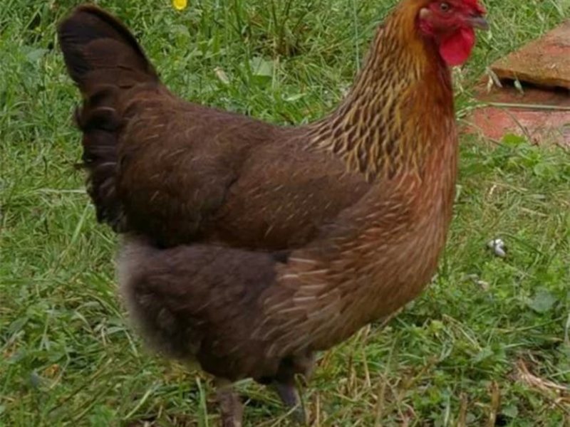 куры мараны фото и описание