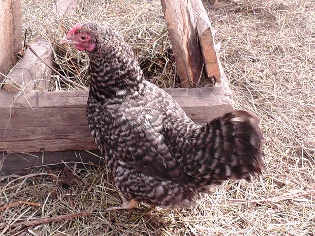 маран порода кур описание