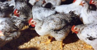 породы Мастер Грей