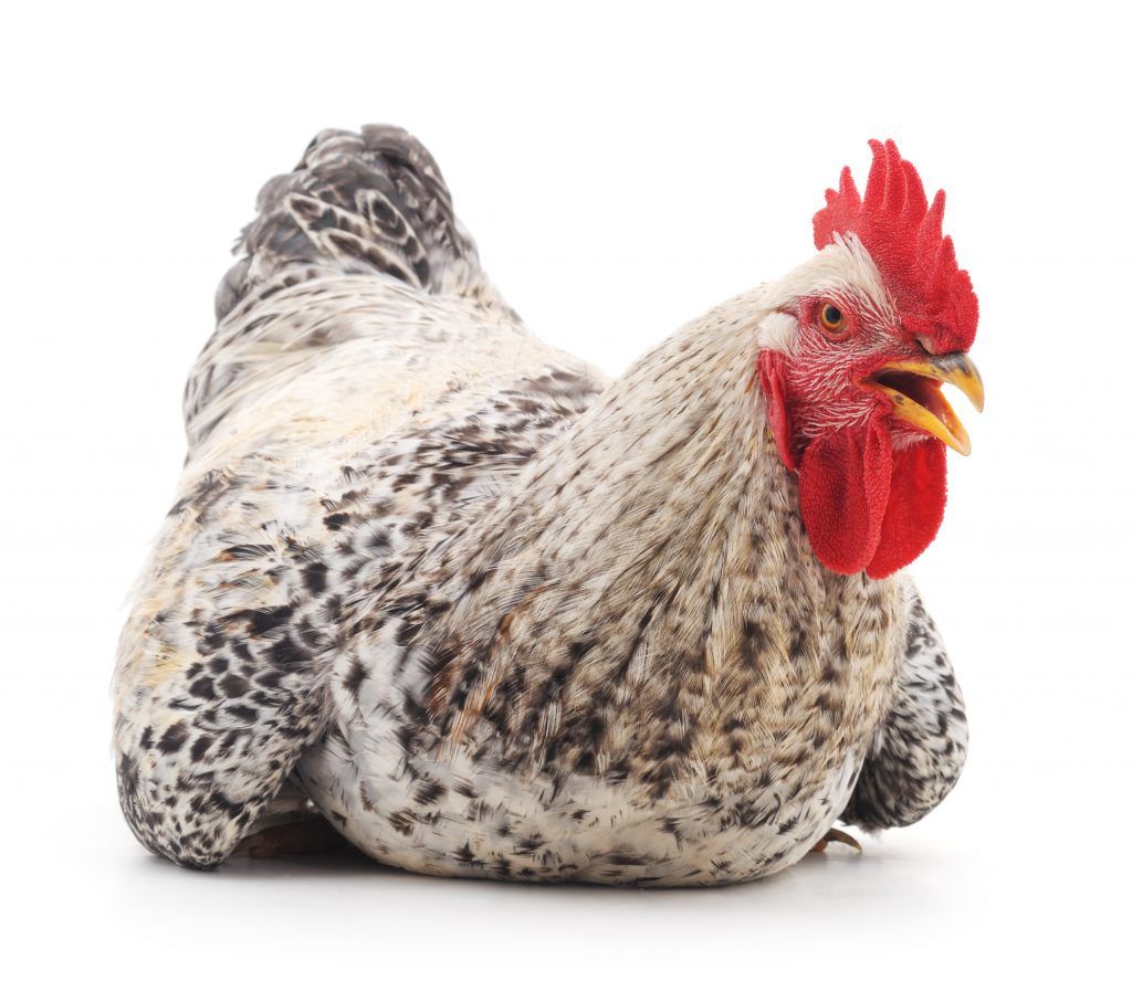 куры мастер грей характеристика фото