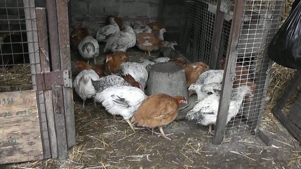 куры мастер грей характеристика фото