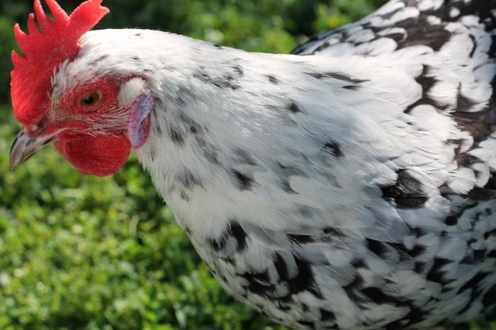 куры мастер грей характеристика фото