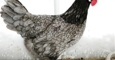 Все породы кур