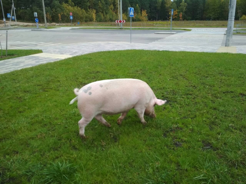 Hladové prase se prochází v Uruchye v Minsku (foto)