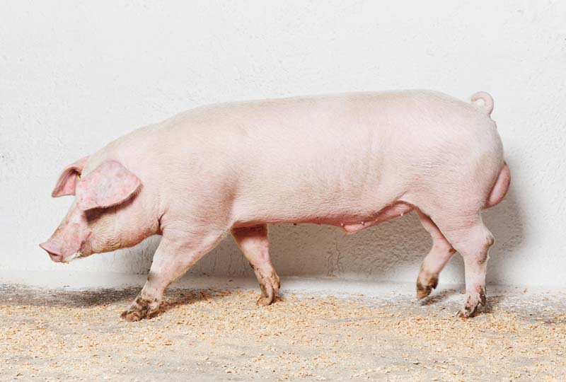 Plemena prasat: LANDRACE PIG BREED - obchodní platforma AgroRubo