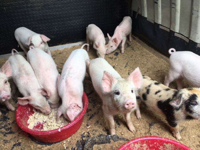 Selata Landrace míchaná s velkými bílými, 1-2 měsíce, cena: 5000.00.