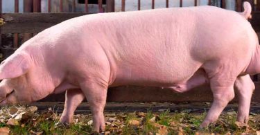 породы свиней Ландрас