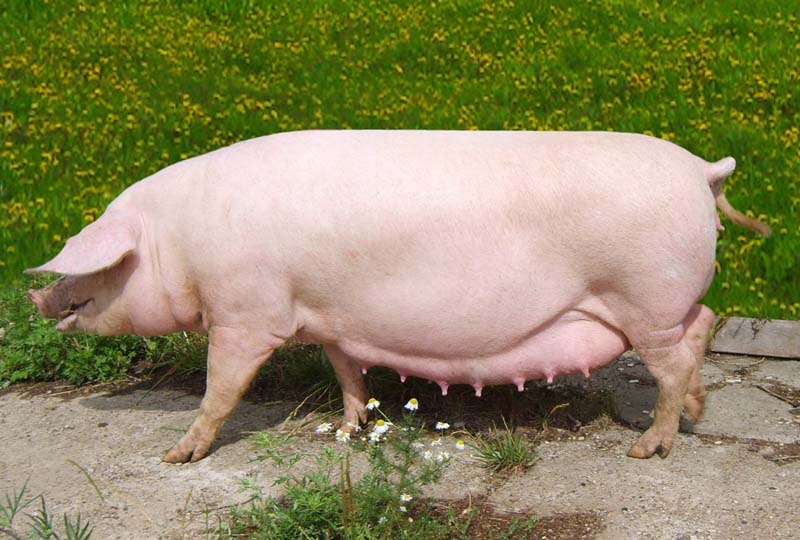 Plemena prasat: LANDRACE PIG BREED - obchodní platforma AgroRubo