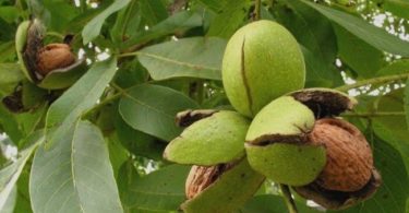 Листья грецкого ореха как удобрение