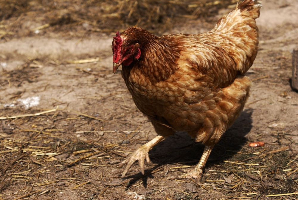 ломан браун разведение в домашних условиях