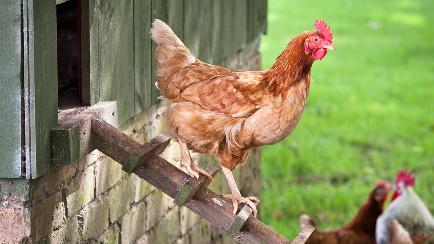 Куры породы ломан браун