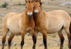 лошад Пржевальского