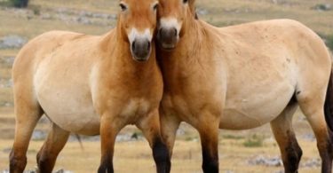 лошад Пржевальского