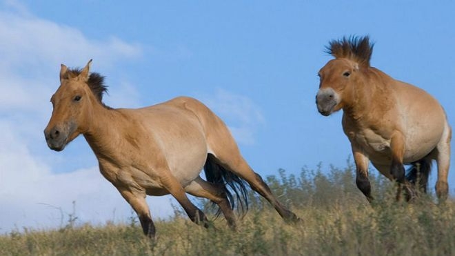 Фото лошадь пржевальского из красной книги