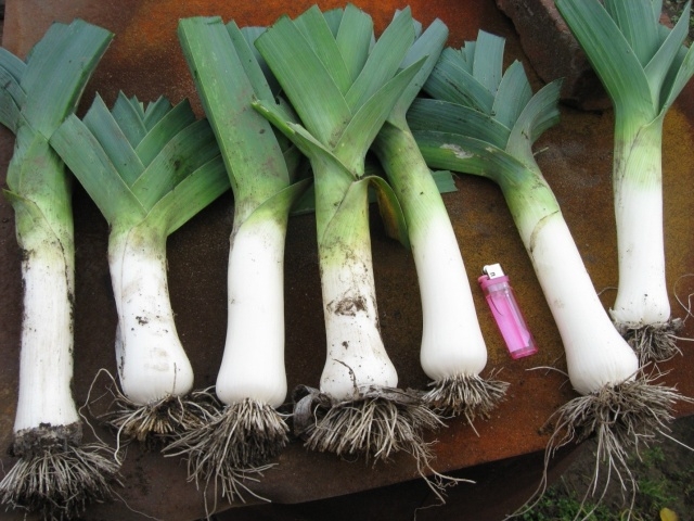 лук порей заготовка на зиму