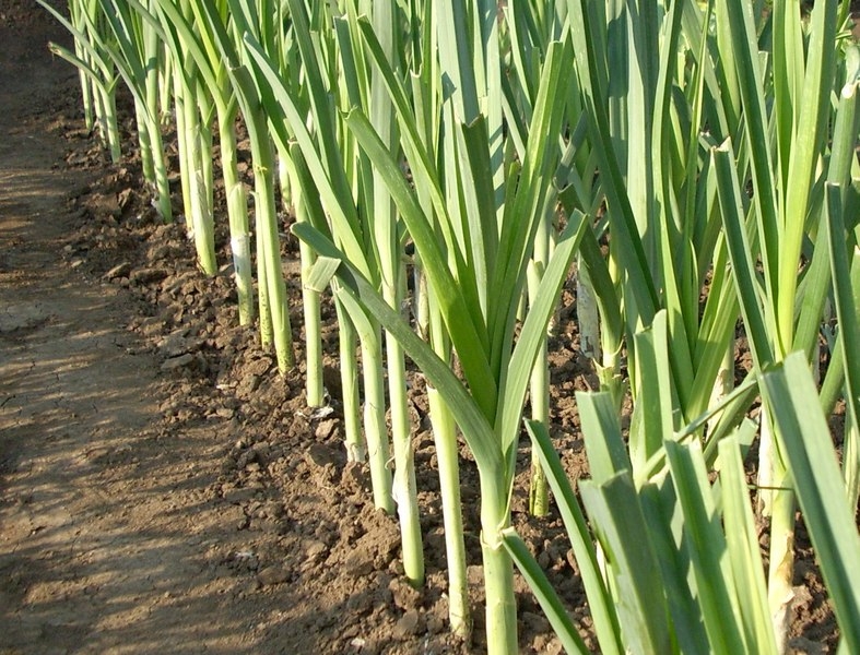 как вырастить лук порей на даче