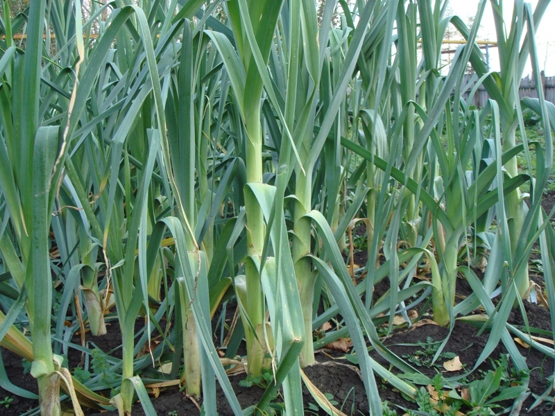 лук порей заготовка на зиму