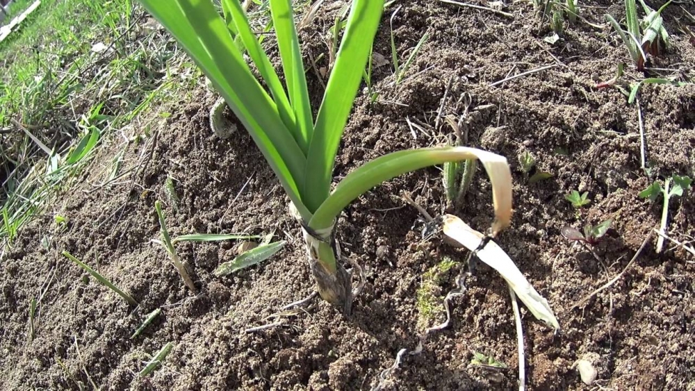 как вырастить лук порей на даче