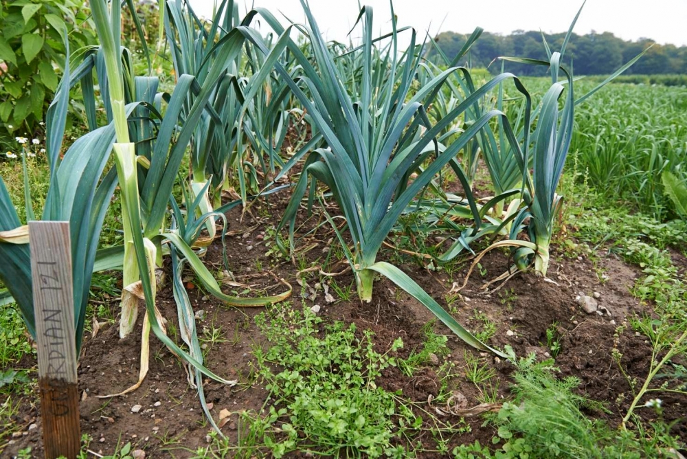 уборка лука порея