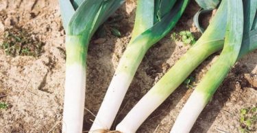 уход за луком порей