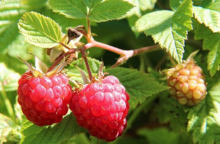 малина карамелька описание сорта фото