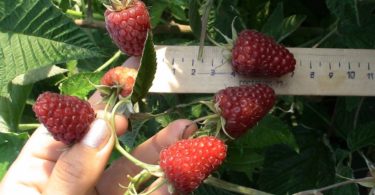 сорт малины Карамелька