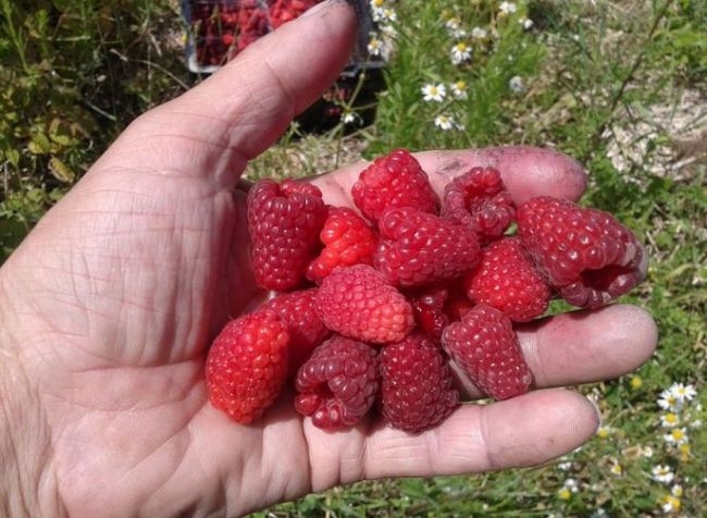 малина карамелька описание сорта фото