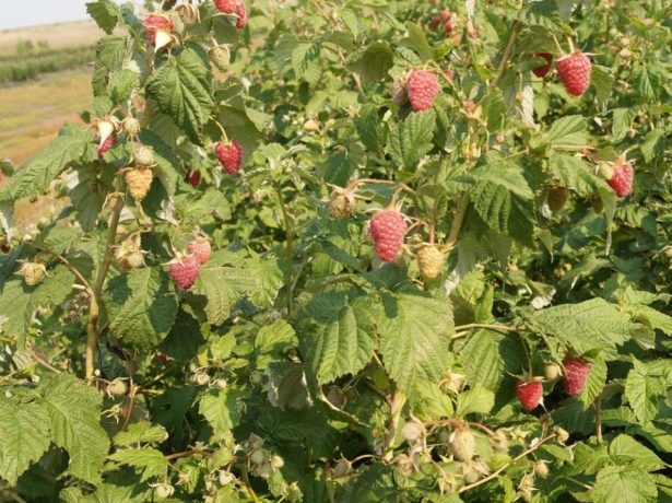 малина карамелька описание сорта фото