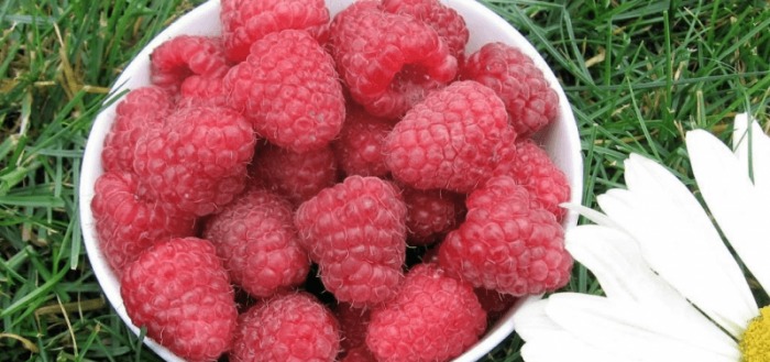 малина карамелька описание сорта фото