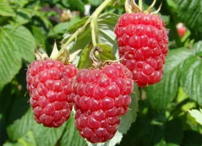 сорт малины карамелька