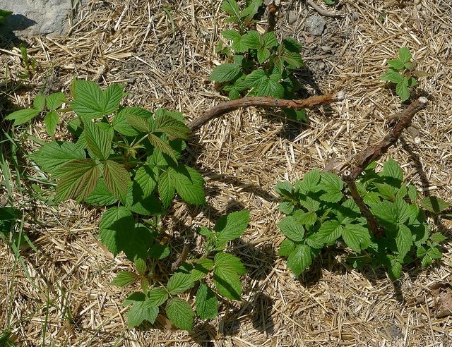 черная малина кумберленд посадка и уход