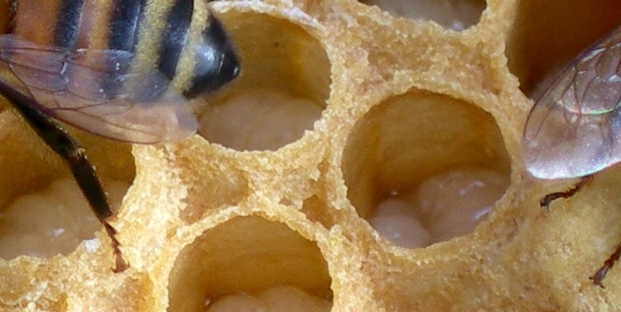 мед с маточным молочком как отличить подделку