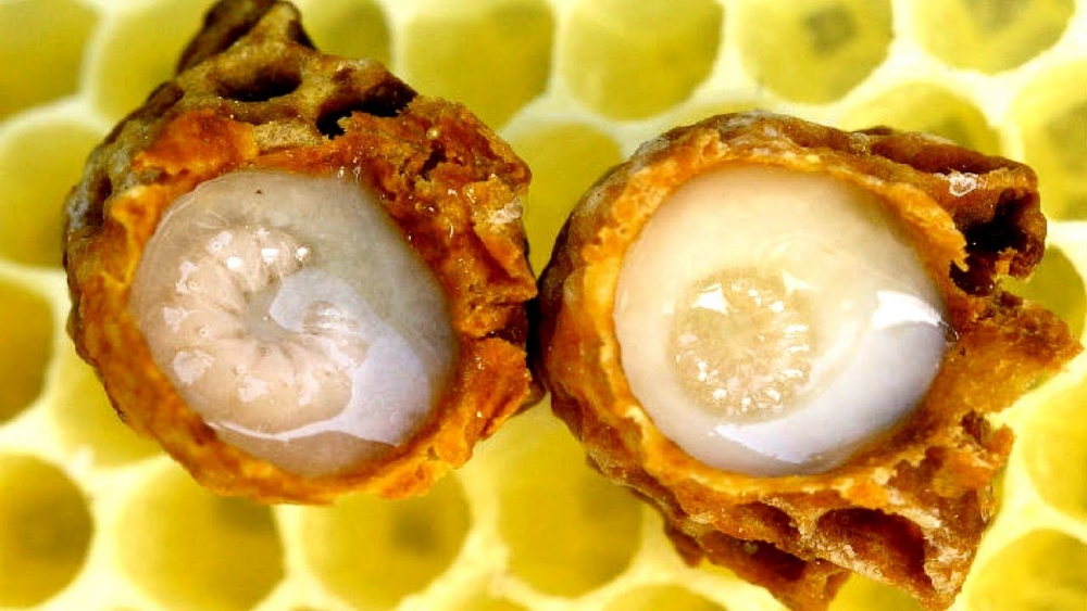 белый мед с маточным молочком