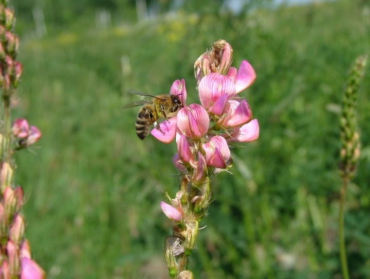 дерево медонос