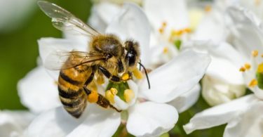 Медоносы многолетники для пчел