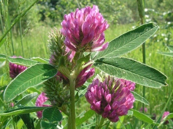 медоносные травы для пчел