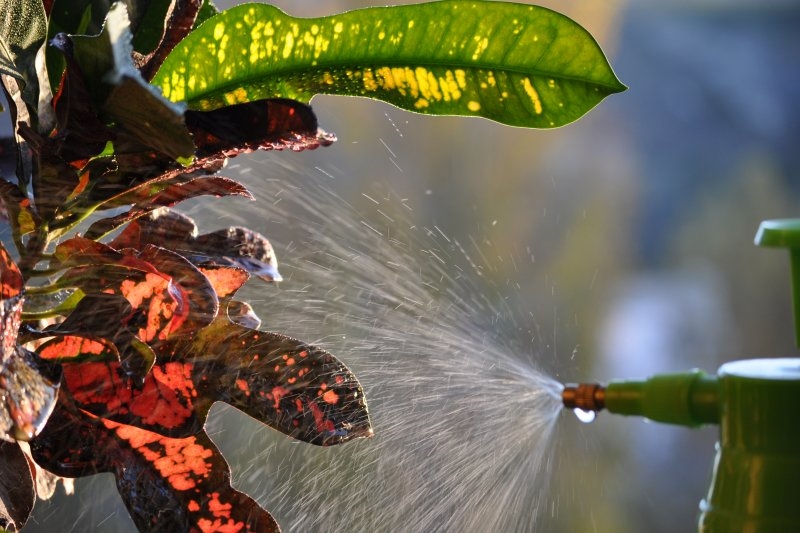 мочевина удобрение применение на огороде