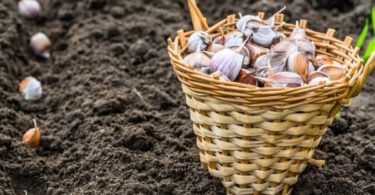 Посадка чеснока весной