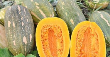 Описание мускатной тыквы