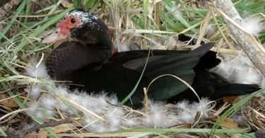 Разведение мускусных уток