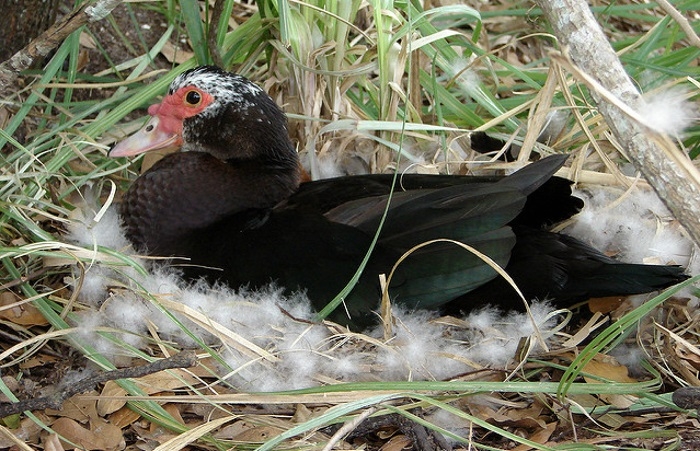 содержание мускусных уток
