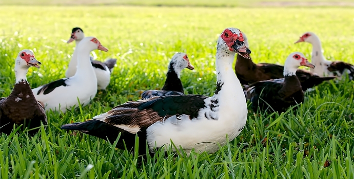 мускусные утки разведение в домашних условиях