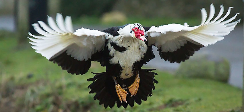 мускатная утка